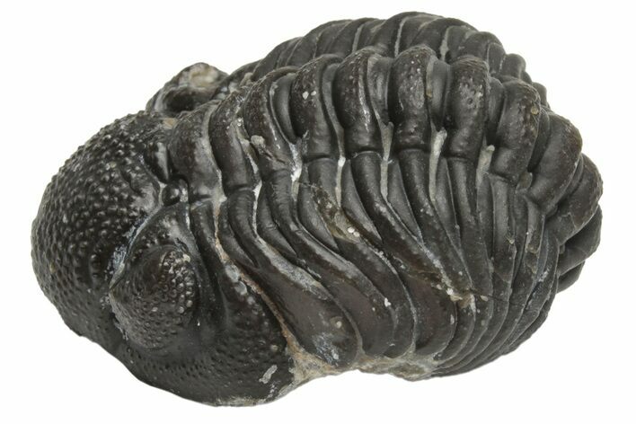 Wide, Curled Morocops Trilobite - Morocco #224216